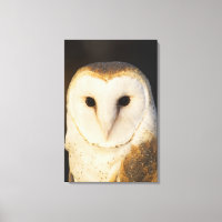 Male Barn Owl (Tyto alba), EUA.