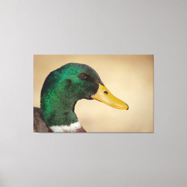Impressão Em Tela Mallard Drake (Frente)