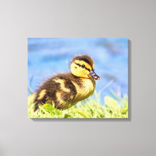 Impressão Em Tela Mallard Duckling (Frente)