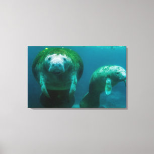 Impressão Em Tela Mamãe manateou com seu bezerro no Crystal River