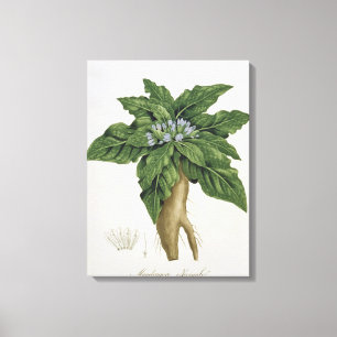 Impressão Em Tela Mandragora Officinarum 'de Phytographie Medicale