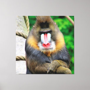 Impressão Em Tela Mandrill 001