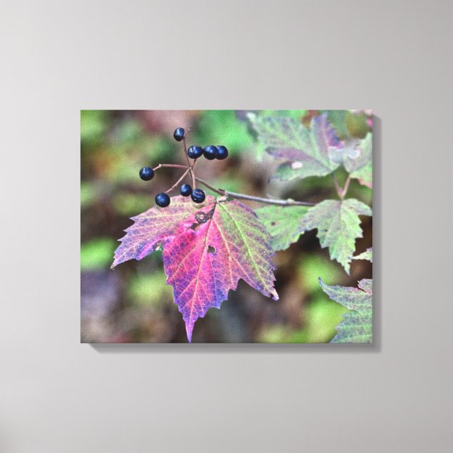 Impressão Em Tela Mapleleaf Viburnum Autumn Leaves e Berries (Frente)