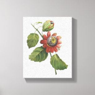 Impressão Em Tela maracujá (Passiflora alata) por Redouté