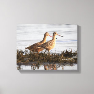 Impressão Em Tela Marbled Godwits em Blackie Spit