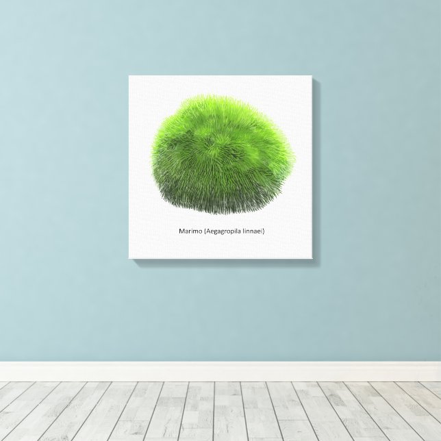 Impressão Em Tela Marimo Moss Ball Hand Drawn (Insitu(piso de madeira))
