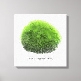 Impressão Em Tela Marimo Moss Ball Hand Drawn