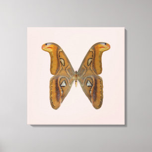 Impressão Em Tela Mariposa Atlas