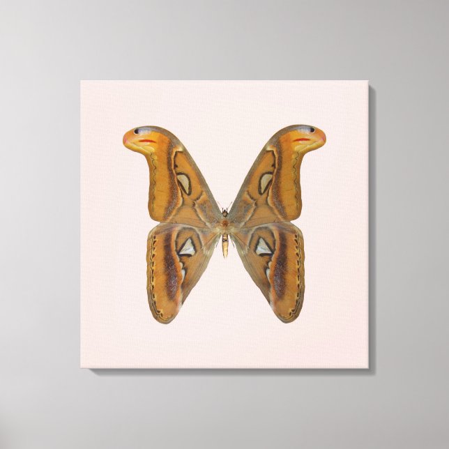 Impressão Em Tela Mariposa Atlas (Frente)