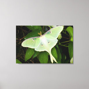 Impressão Em Tela Mariposa Luna em Clematite de Carnaby