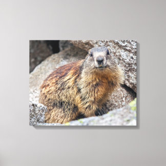 Impressão Em Tela Marmota Alpina em Tela
