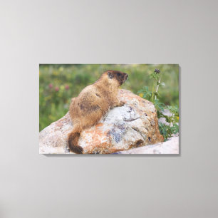 Impressão Em Tela Marmota-de-barriga-amarela, Marmota flaviventris,
