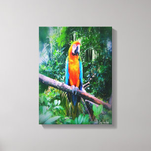 Impressão Em Tela Martinique Macaw
