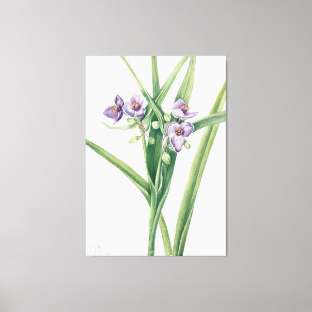 Impressão Em Tela Mary Vaux Walcott art (Frente)