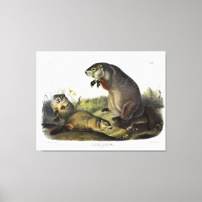 Impressão Em Tela Maryland Marmot, Woodchuck, Groundhog por Audubon (Frente)