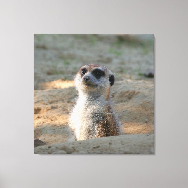 Impressão Em Tela Meerkat 004 (Frente)
