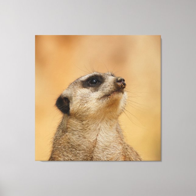 Impressão Em Tela Meerkat 011 (Frente)