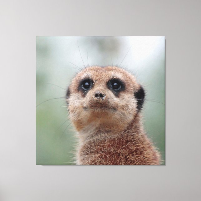 Impressão Em Tela Meerkat 020 (Frente)