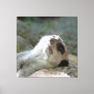 Impressão Em Tela Meerkat 024