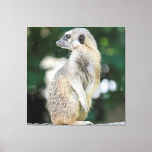 Impressão Em Tela Meerkat 025