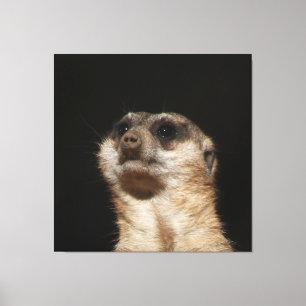 Impressão Em Tela Meerkat 032