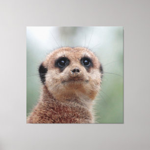 Impressão Em Tela Meerkat 036