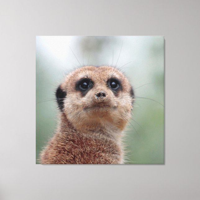 Impressão Em Tela Meerkat 036 (Frente)