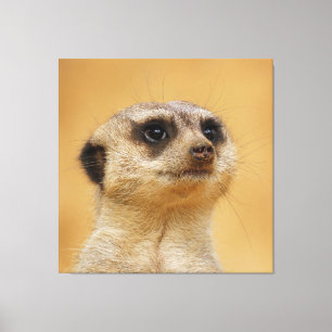 Impressão Em Tela Meerkat 037
