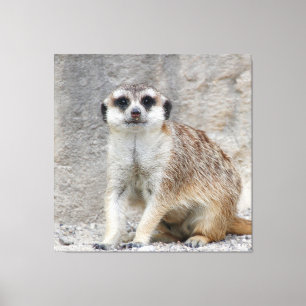 Impressão Em Tela Meerkat 134