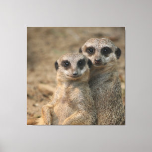 Impressão Em Tela Meerkat_20170901_by_JAMFoto