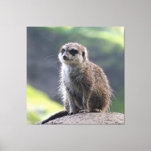 Impressão Em Tela Meerkat_20171101_by_JAMFoto