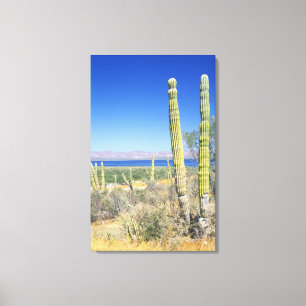 Impressão Em Tela México, Baja California Sur, Mulege, Baía