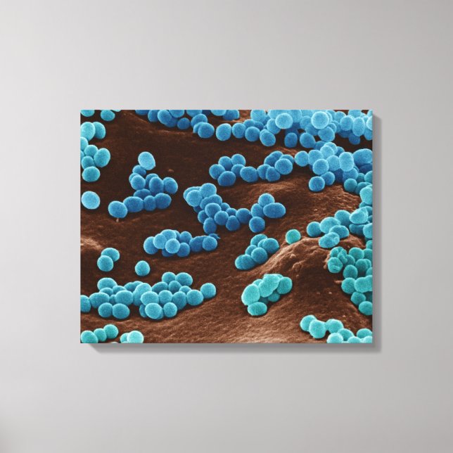 Impressão Em Tela Micrococcus Bacteria em ágar (Frente)