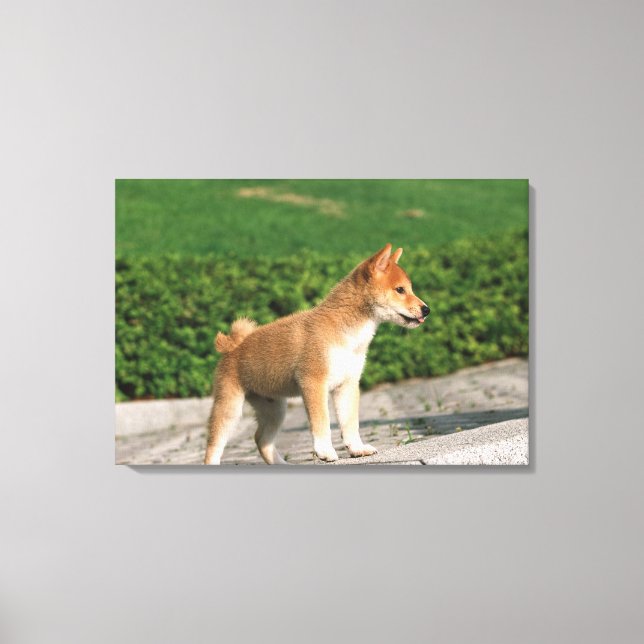 Impressão Em Tela Midget Shiba 2 Japonês (Frente)