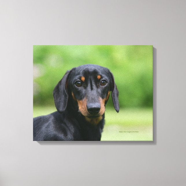 Impressão Em Tela Mídia Preta e Tan Dachshund 1 (Frente)