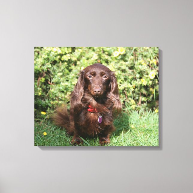 Impressão Em Tela Miniatura Marrom de Cabelo Longo Dachshund (Frente)
