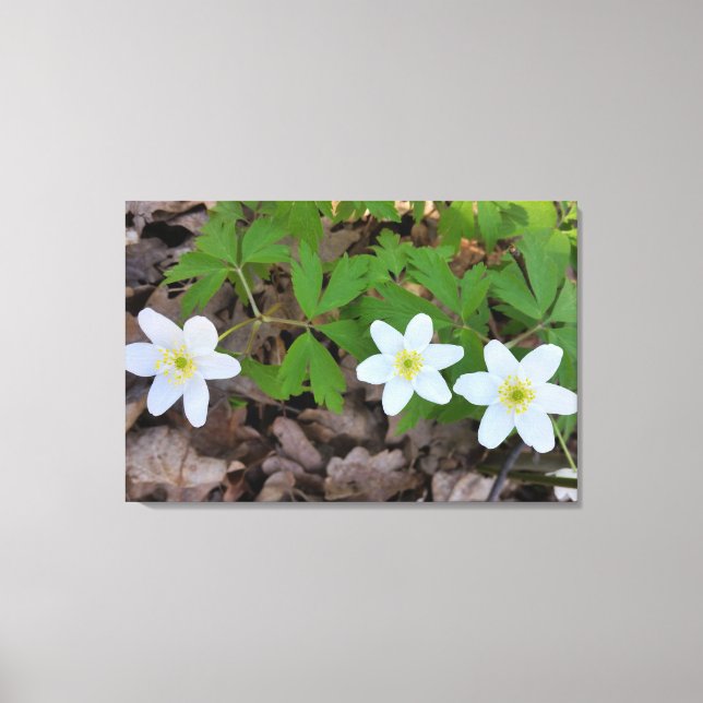Impressão Em Tela minúsculas flores brancas (Frente)