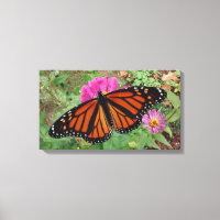 Monarca com Asas Espalhadas em Zinnia Rosa