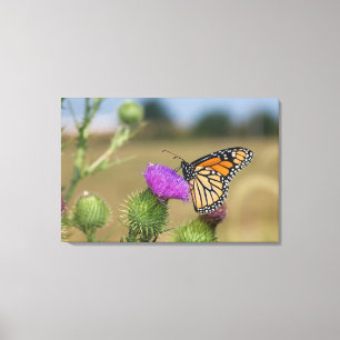 Impressão Em Tela Monarca no pasto Thistle Prairie Ridge