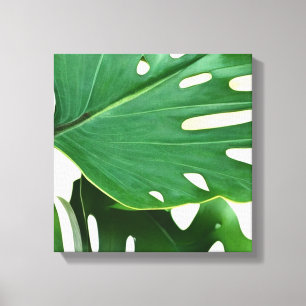 Impressão Em Tela Monstera Folaves