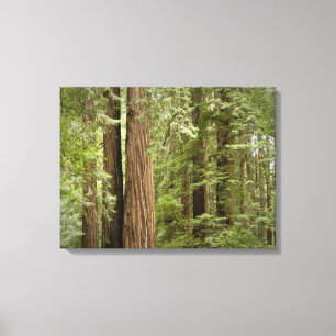 Impressão Em Tela Monumento Nacional Muir Woods, Norte