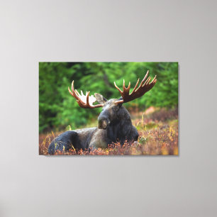 Impressão Em Tela Moose