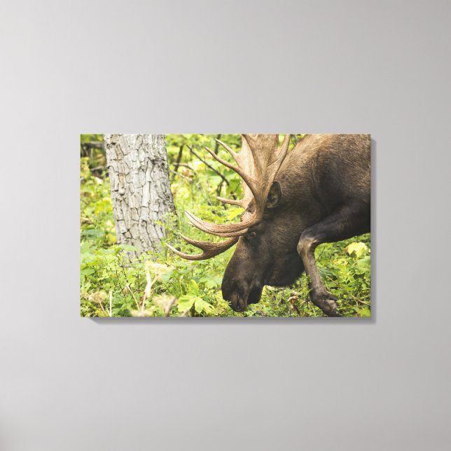 Impressão Em Tela Moose Sensante (Frente)