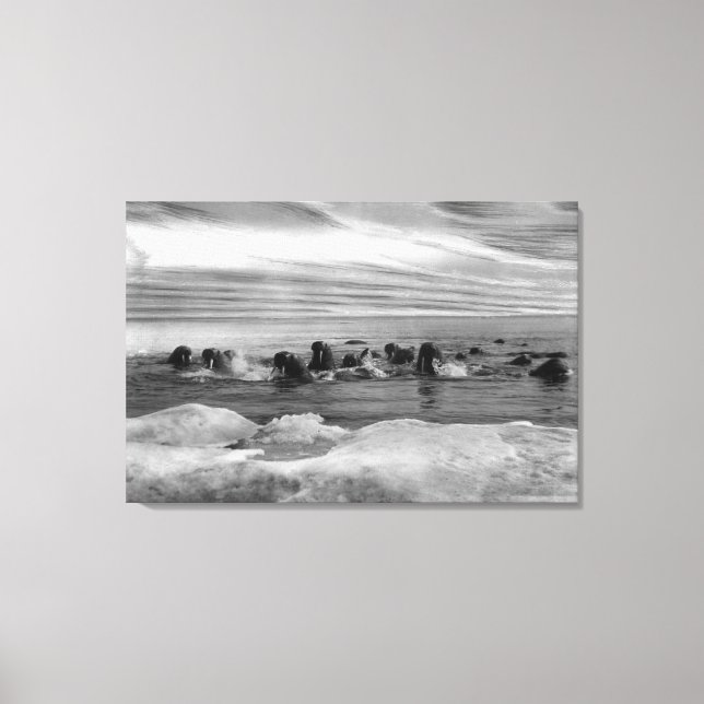 Impressão Em Tela Morsa entre as enchentes de gelo no mar de Bering (Frente)