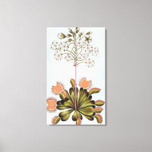 Impressão Em Tela Mosca-armadilha de Venus, placa 84, 'da coleção