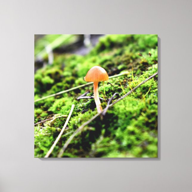 Impressão Em Tela Mosses e Lichens com um pequeno Cogumelo (Frente)