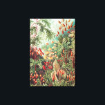 Impressão Em Tela Mosses, Muscinae Laubmoose por Ernst Haeckel<br><div class="desc">Mosses, Muscinae Laubmoose por Ernst Haeckel Canvas Print</div>
