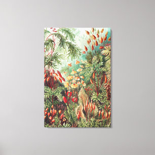 Impressão Em Tela Mosses, Muscinae Laubmoose por Ernst Haeckel