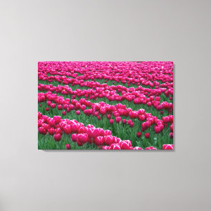 Impressão Em Tela Mostrar jardim de bulbos de tulipas de floração pr
