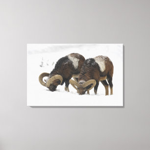 Impressão Em Tela Mouflons no inverno, Alemanha